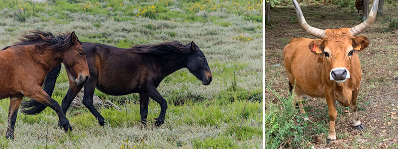Vilde heste og langhornskvæg.